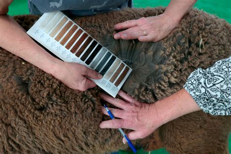 Michigan Alpaca Fest hosts 25th competition at Allegan Co. Fairgrounds