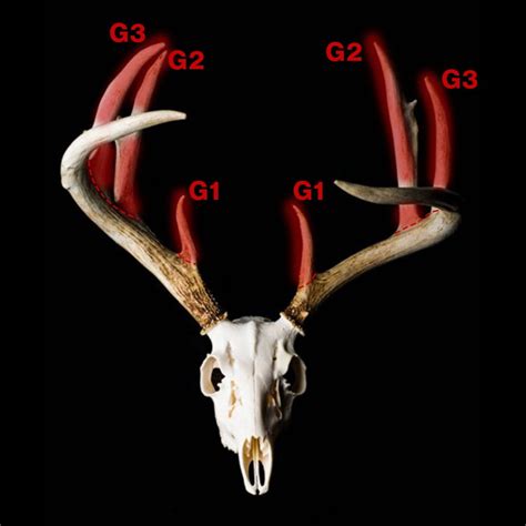 How to Score a Deer: The Antler Scoring System