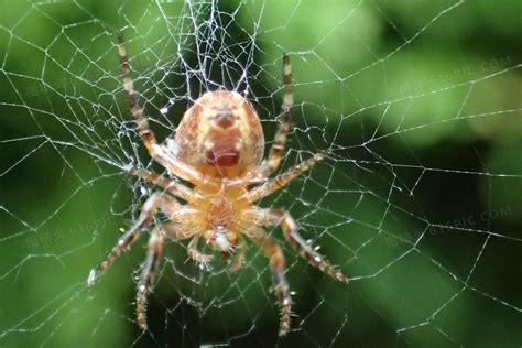 昆虫蜘蛛在网上滴细节高清图片下载-正版图片307816353-摄图网