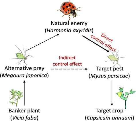 Frontiers | Direct and indirect effects of banker plants on population establishment of Harmonia ...