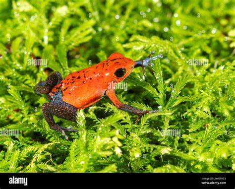The strawberry poison frog (Oophaga pumilio), La Selva Biological ...