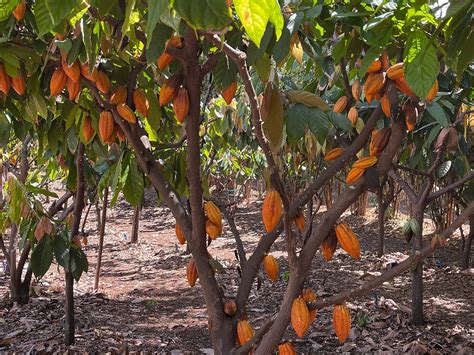 HANA GOLD CACAO PLANTATION (2026) All You Need to Know BEFORE You Go ...