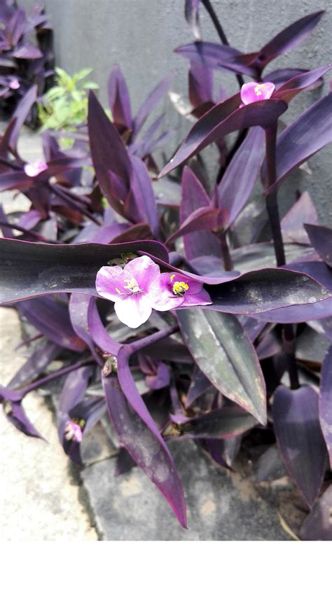 【叶子有刺开紫色花的植物叫】【图】叶子有刺开紫色花的植物叫什么 蓝刺头的主要价值有哪些_伊秀花草|yxlady.com