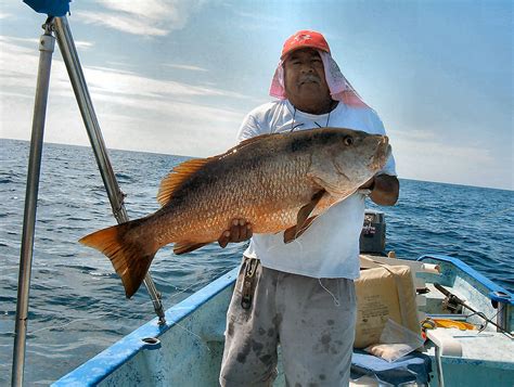 Image result for Pacific Snapper