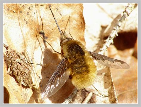 Galerie » Dvoukřídlí (Diptera)