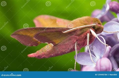 Elephant Hawk Moth Deilephila Elpenor Royalty-Free Stock Photo ...