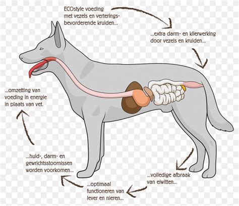 The Steps of a Dogs Digestive System 的图像结果