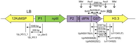 CRISPR/Cas9-Mediated Targeted DNA Integration: Rearrangements at the ...