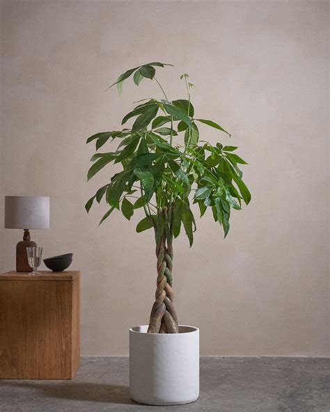 Money Tree - Indoor Potted Plant | Plntd