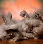 Image result for Real Fluffy Bunnies