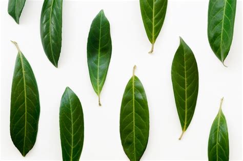 Close-up view of leaves concept | Free Photo