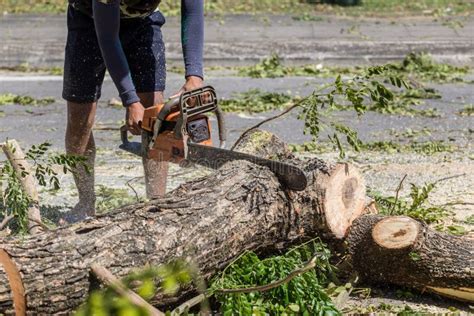 Image result for Face Cut Tree Felling