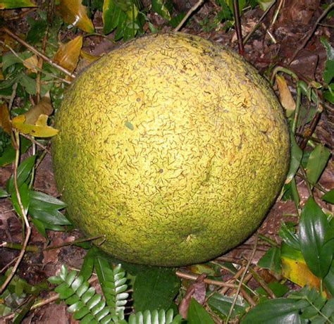 African Breadnut Fruit Plants (Treculia Africana) – veliyathgardens