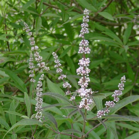 Mönchspfeffer - Mönchspfeffer oder Keuschlamm – Vitex agnus-castus L ...