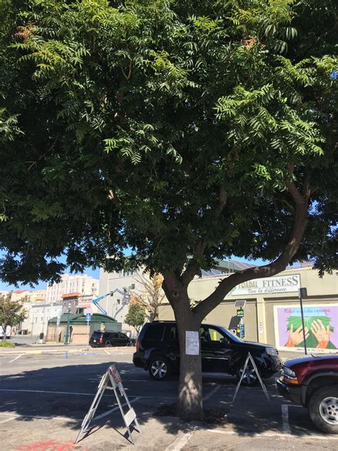 Lot 4 trees have received a death sentence. Will these trees receive a ...