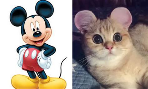 Disturbing Ascent In Chinese Pet Medical procedures: Creature Backers ...