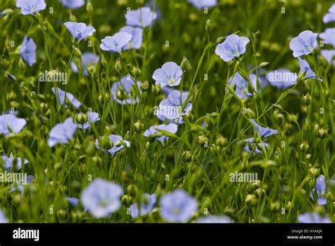 Image result for Linseed Field