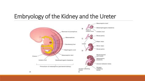 Understanding The Embryological Development Of The Ureter