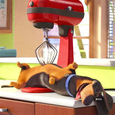 The Secret Life of Pets Movie Photos | The Secret Life of Pets Movie ...