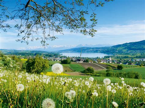 Lake Hallwil, muri, Switzerland - Top Attractions, Things to Do ...