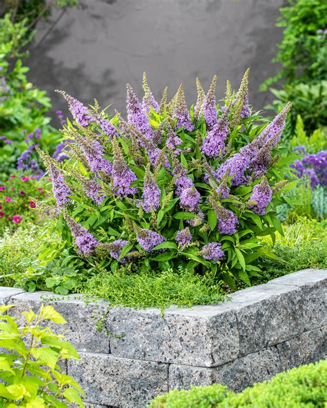 Buddleja 'Little Lila' (Butterfly Candy Series) bare roots — Buy butterfly bush online at Farmer ...