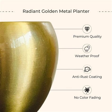 Money Plant Golden (Small) in Golden Metal Pot – Greenkin