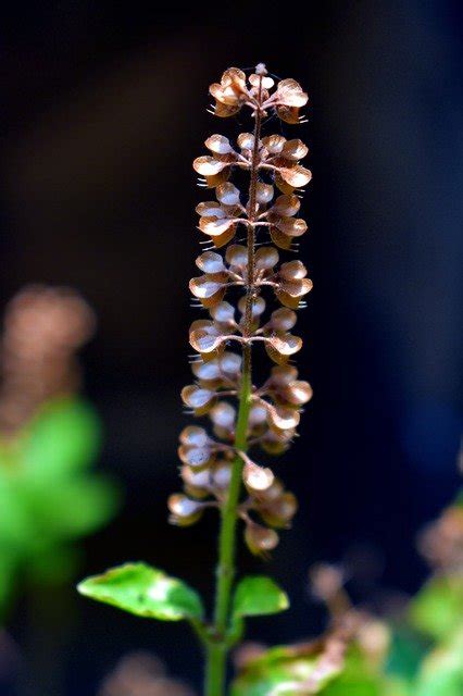 How To Grow Tulsi Plant: Make Tulsi Plant Bushier - Agriculture Review
