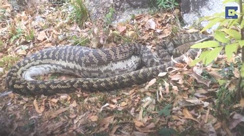 Image result for Python Swallowing Kangaroo