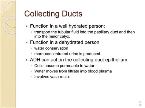 anatomical structures of Urinary System.ppt