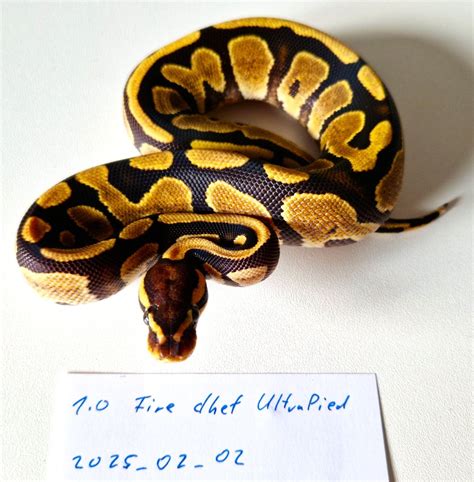 Königspython Fire dhet Ultramel Piebald in Hessen | Tiere | Kleinanzeigen