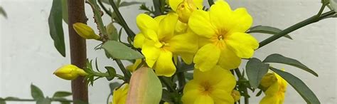 WoFLoo Jasmine Flower Plant Live Arabian Or Chameli Chamelee Motiya ...