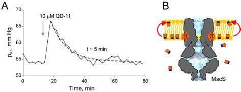 Membrane Affinity of Platensimycin and Its Dialkylamine Analogs