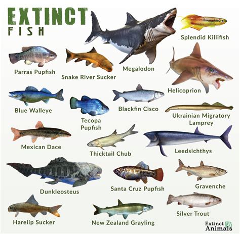 Image result for Extinct Fish