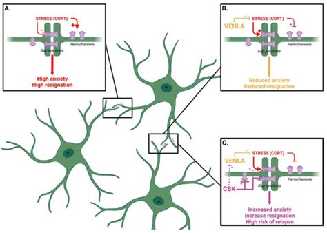 Astroglial Connexins Inactivation Increases Relapse of Depressive-like ...