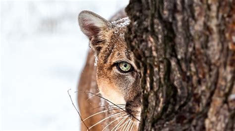 Wild Animals Eating Humans 的图像结果