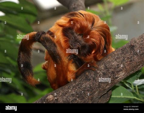 Brazilian Golden marmoset (Leontopithecus rosalia) a.k.a. Golden lion ...