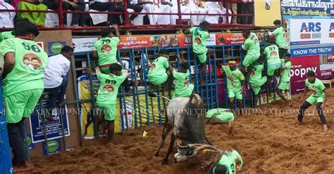 7 dead, scores hurt in jallikattu, manjuvirattu events across TN on ...
