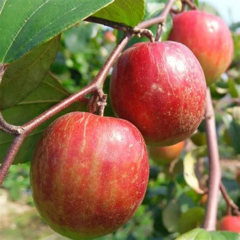 BALL SUNDARI BER APPLE PLANT (GRAFTED) : Amazon.in: Garden & Outdoors