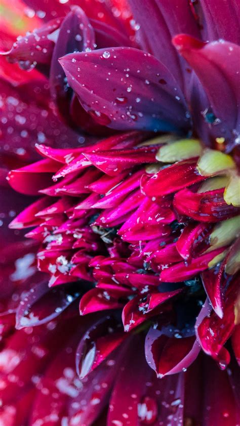Download wallpaper 1080x1920 flower, drops, petals, water, macro, red ...