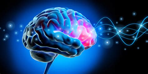 Image result for Different Types of Prefrontal Cortex