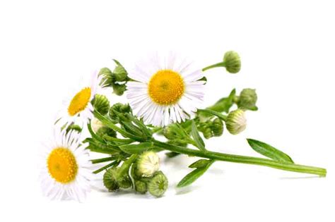 Chamomile Essential Oil - Where to Buy German Chamomile Oil?