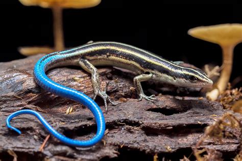 Image result for BMP Org History