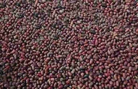 Swetha Dairy Farm - Top Seeds Fertilizers & Pesticide Dealers in ...