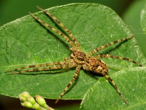 Dark Fishing Spider (Dolomedes tenebrosus) - Picture Insect