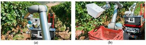 Cooperative Grape Harvesting Using Heterogeneous Autonomous Robots