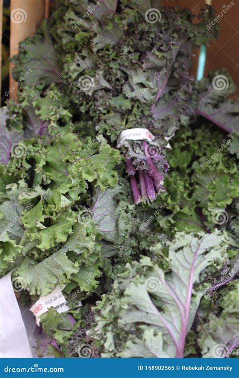 Green and Purple Lettuce 2905 Stock Image - Image of delicious ...