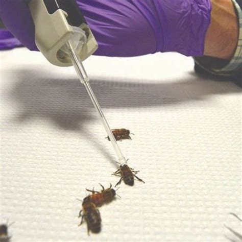 Honeybees Acute Oral Toxicity Test Service in Ghaziabad India