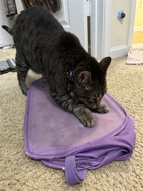 Image result for Cat Scratch Cloth