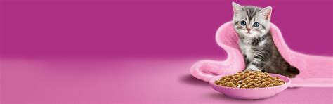 Kitten Care | WHISKAS IN