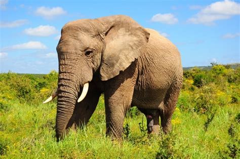 Image result for Elephant Toothpasste Exploding